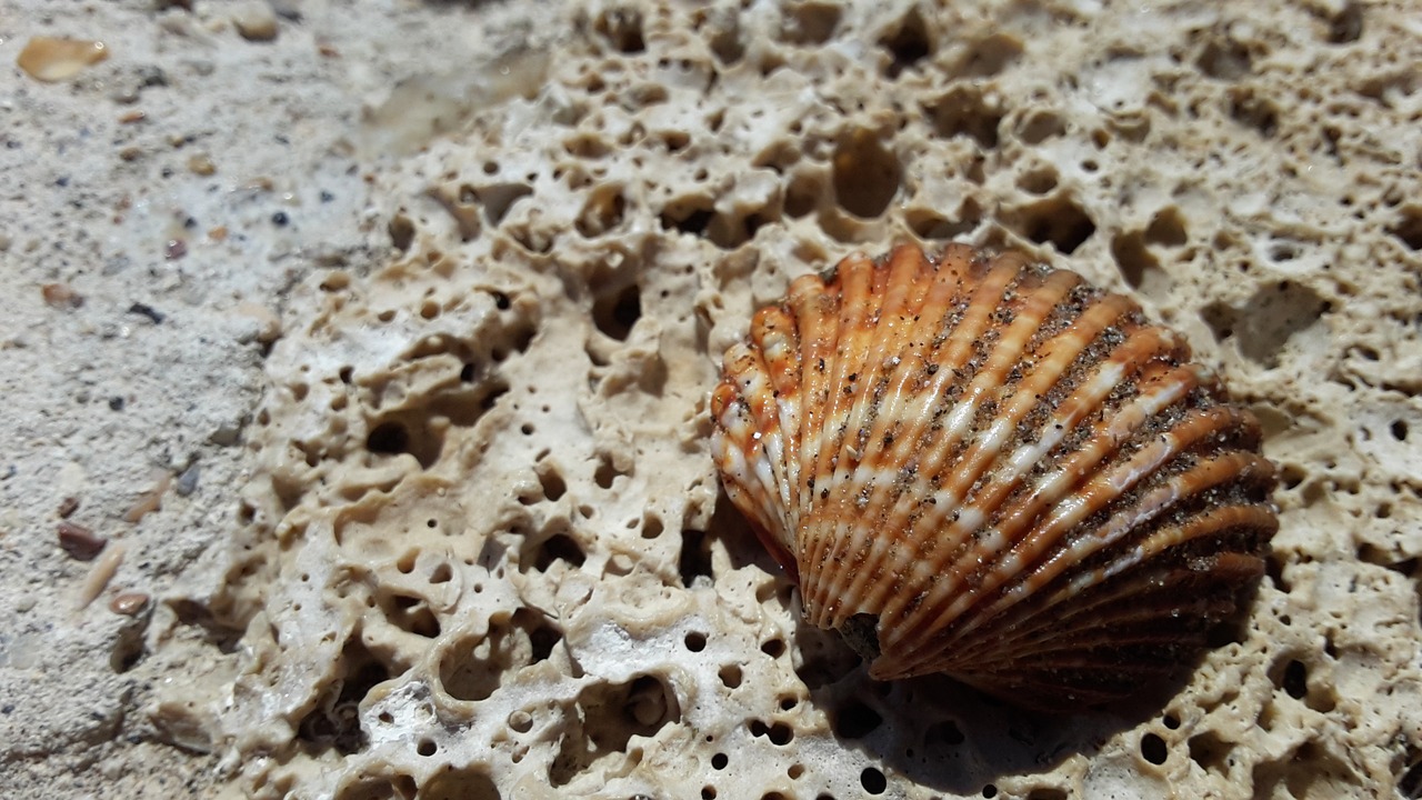 clam stone stones free photo