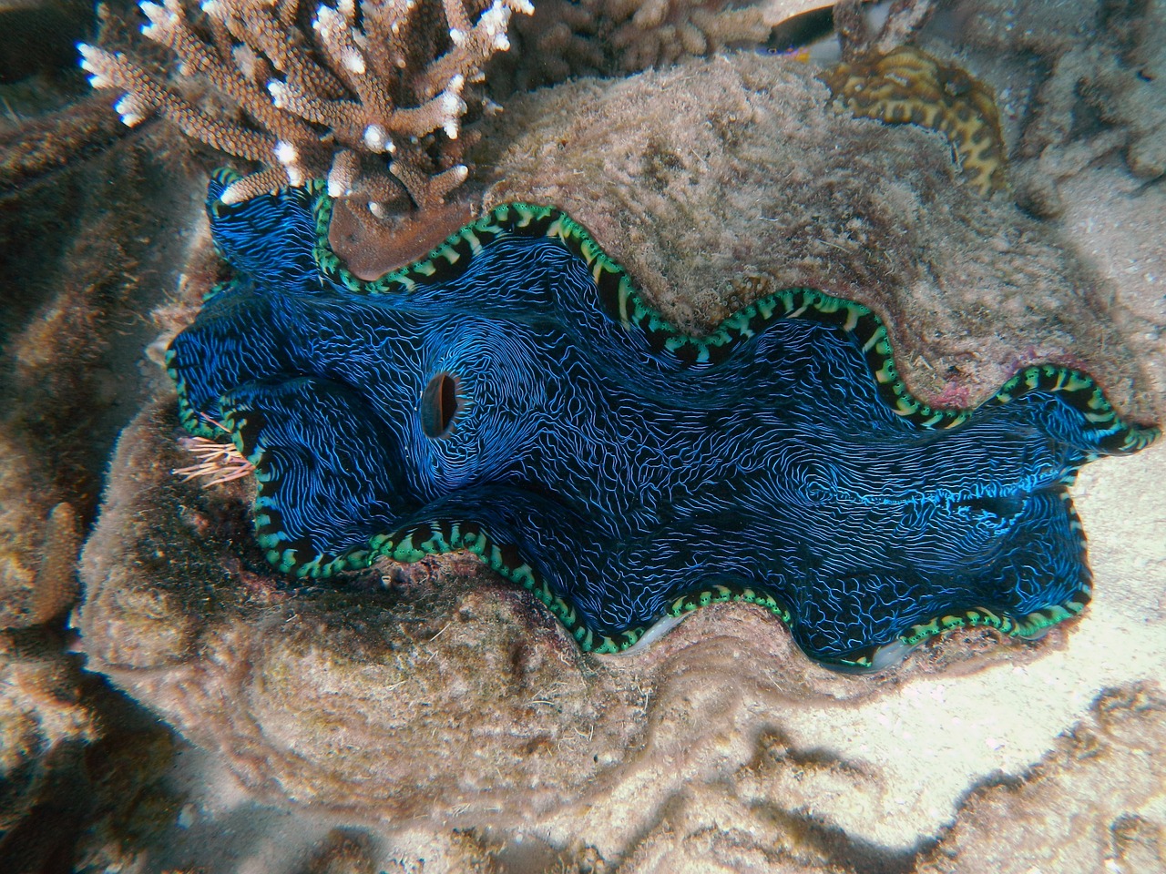 clam ocean great barrier reef free photo