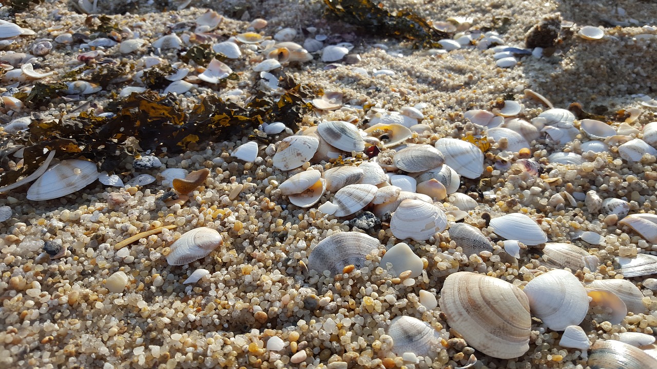 clam sea sand free photo