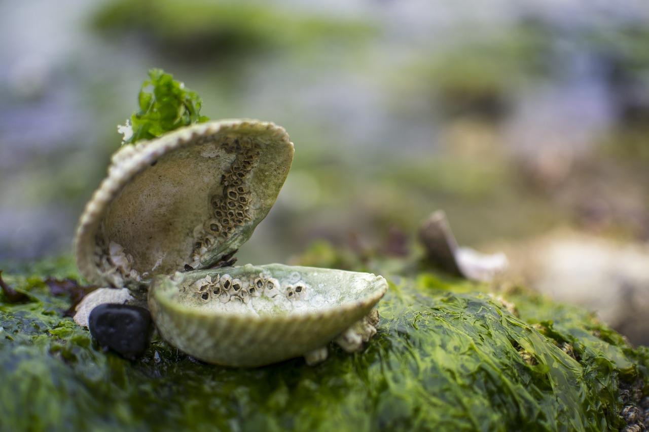 clam shell sea free photo