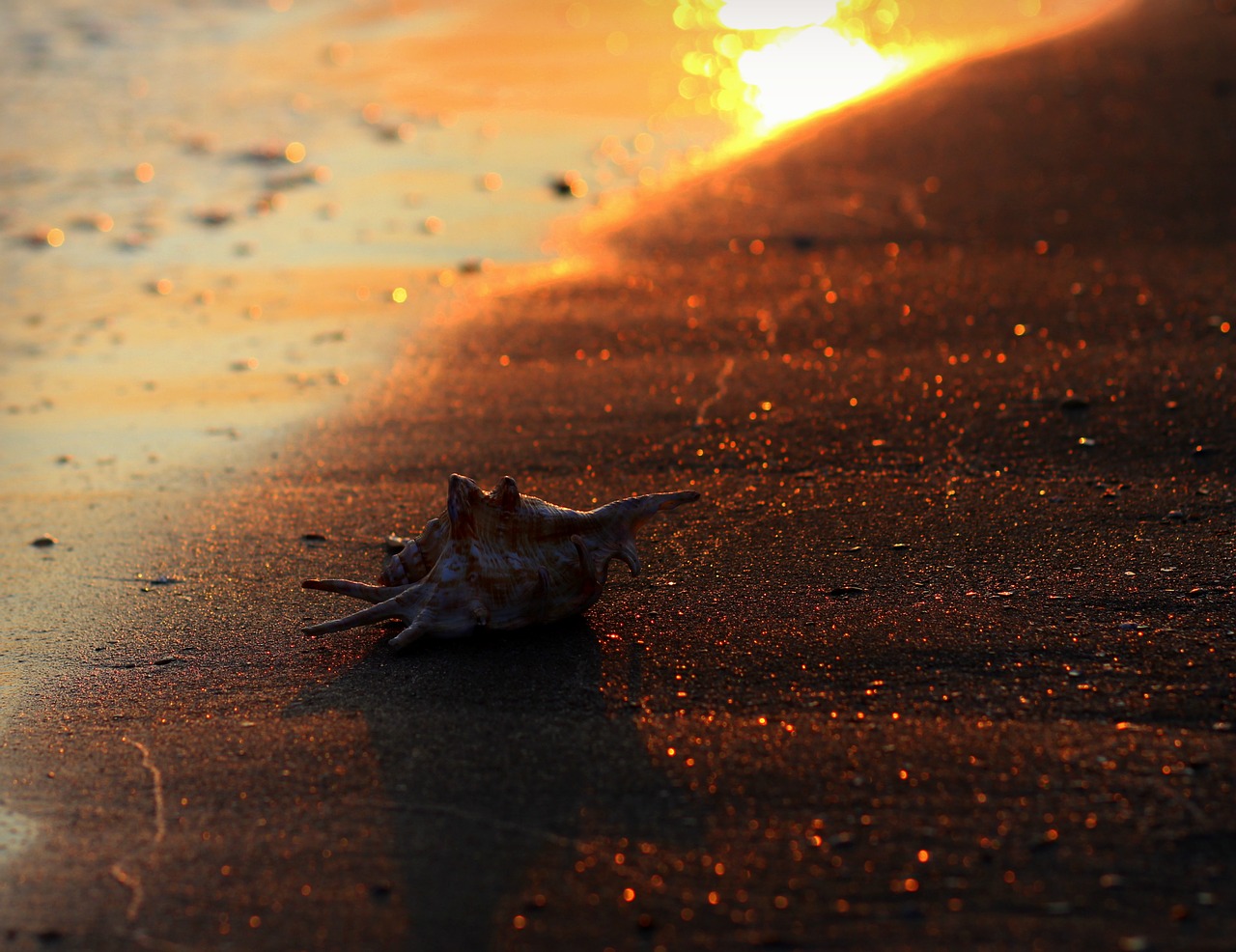 clam sand sun free photo
