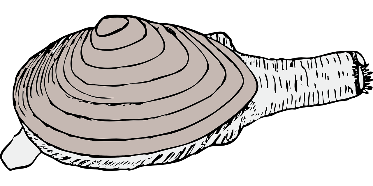 clam living shell free photo