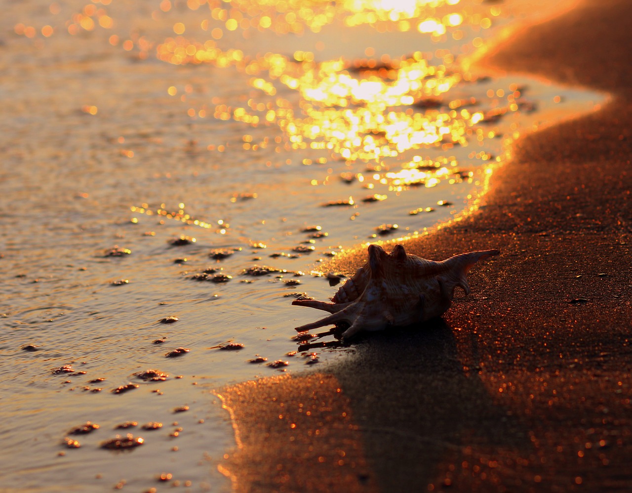 clam  shell  sand free photo