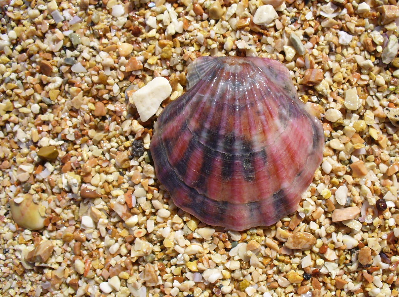 clam shell seashell free photo