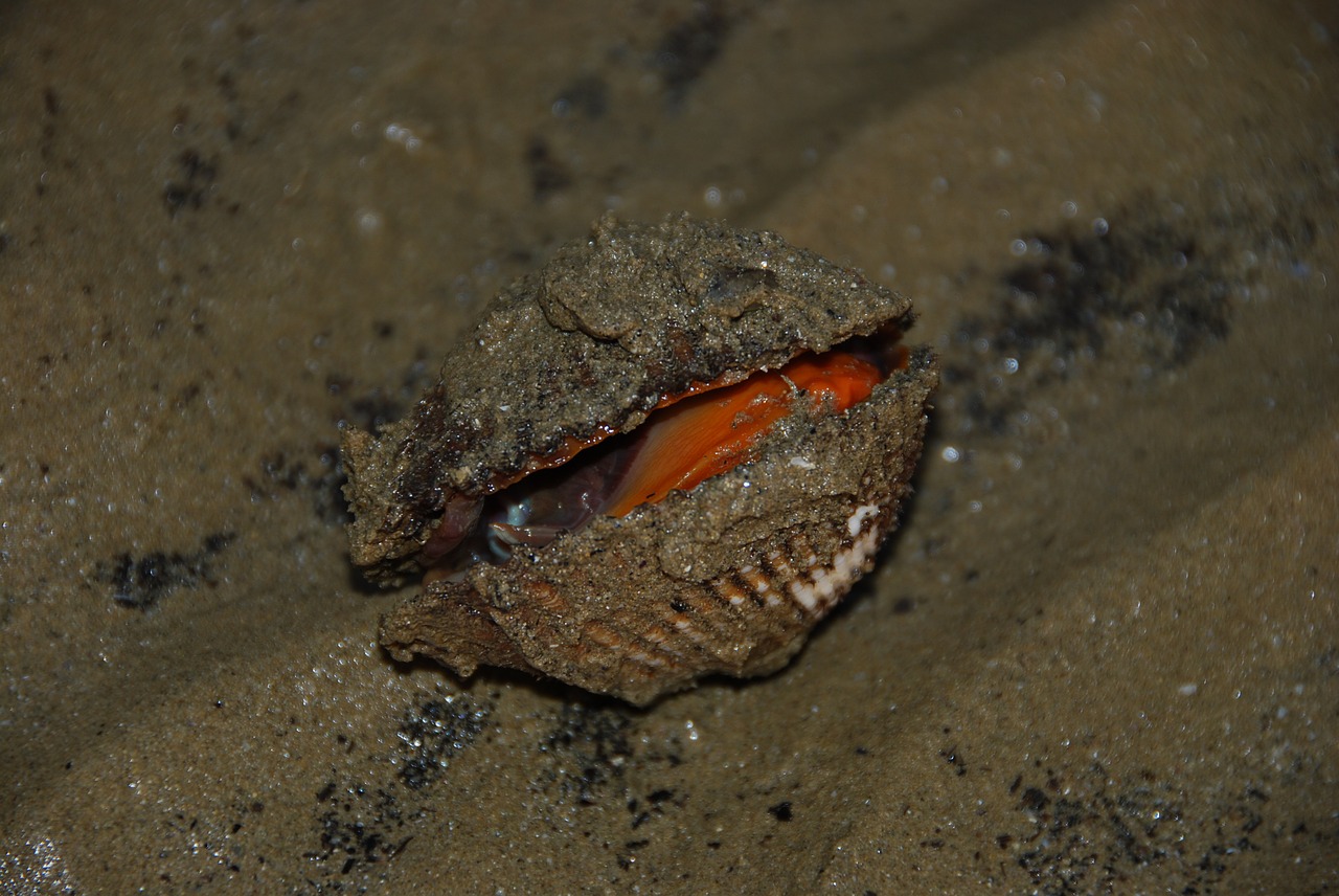 clam shell beach free photo