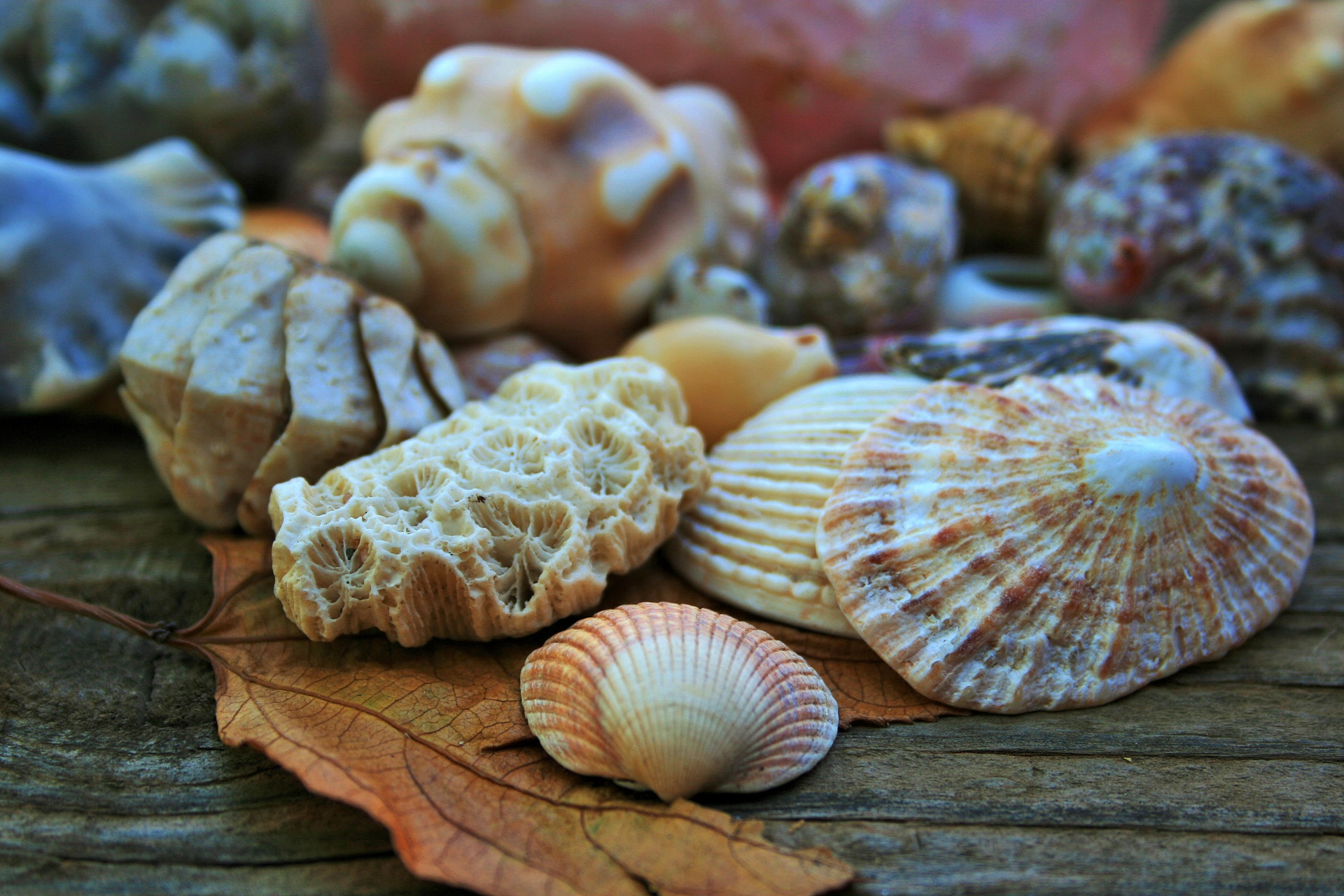 shells sea limpet free photo