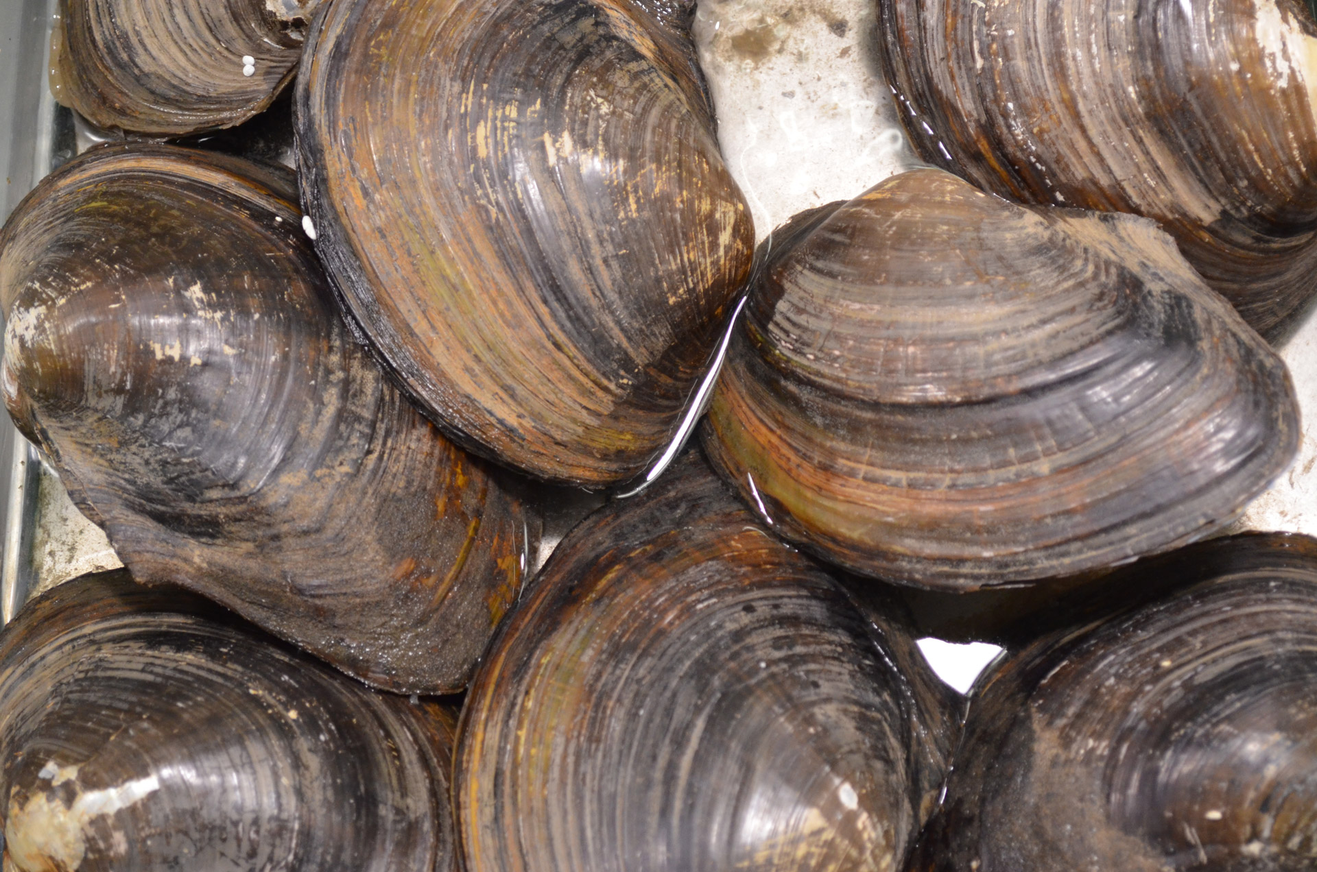 clam shell shells free photo