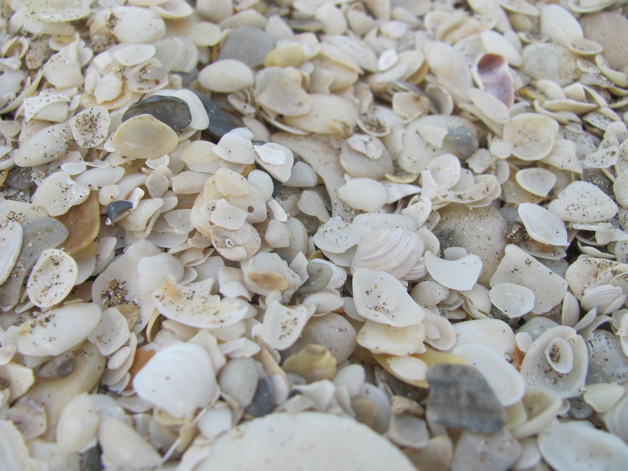clams sand sea free photo