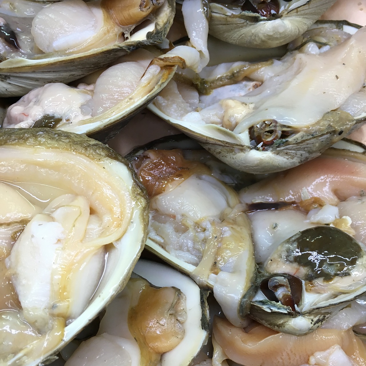 clams fresh shellfish free photo