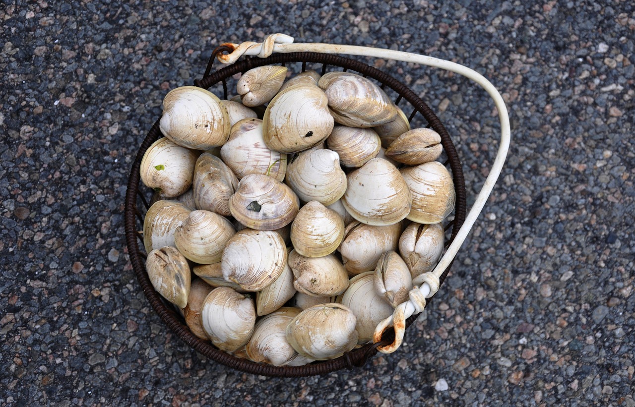 clams cape cod shellfish free photo