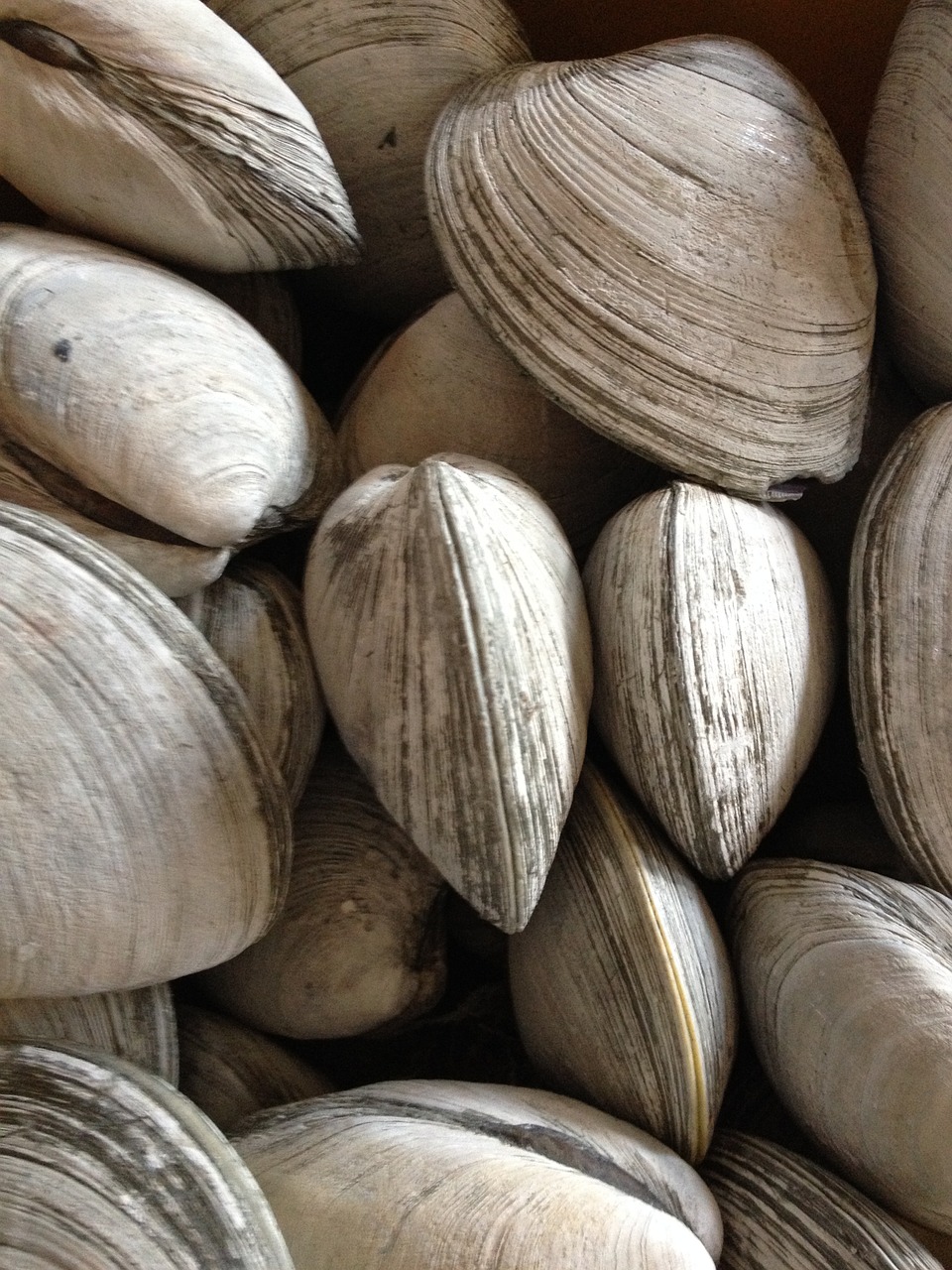 clams rhode island shellfish free photo