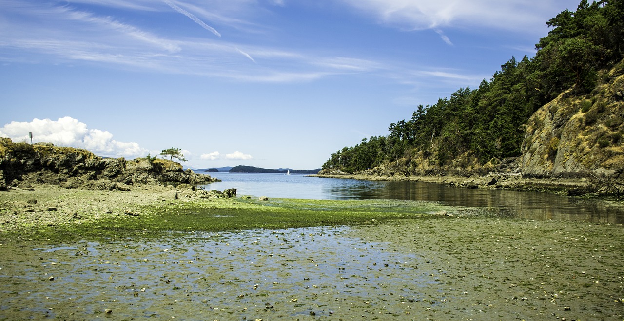 clams flats sea free photo