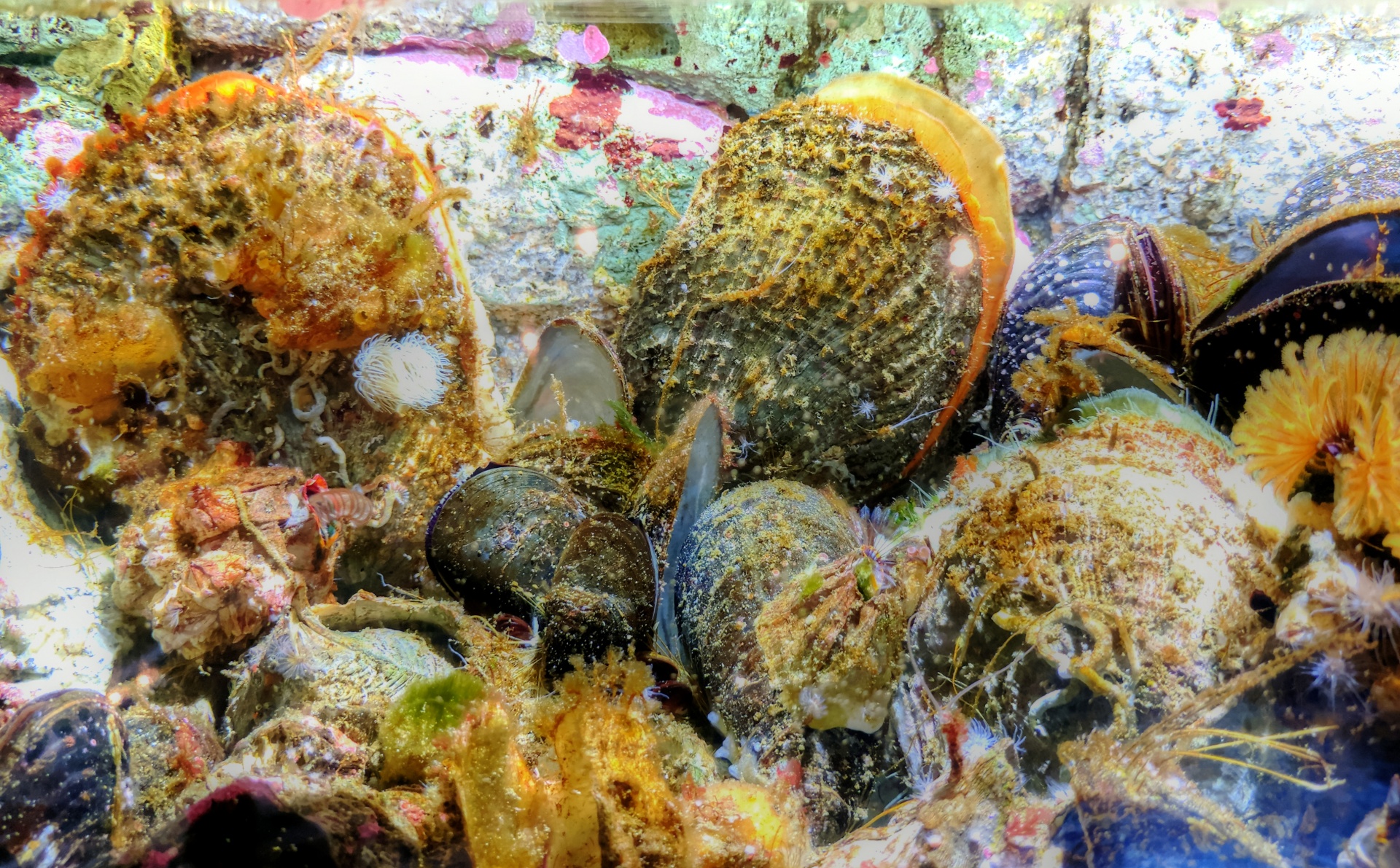 clam clams aquarium free photo