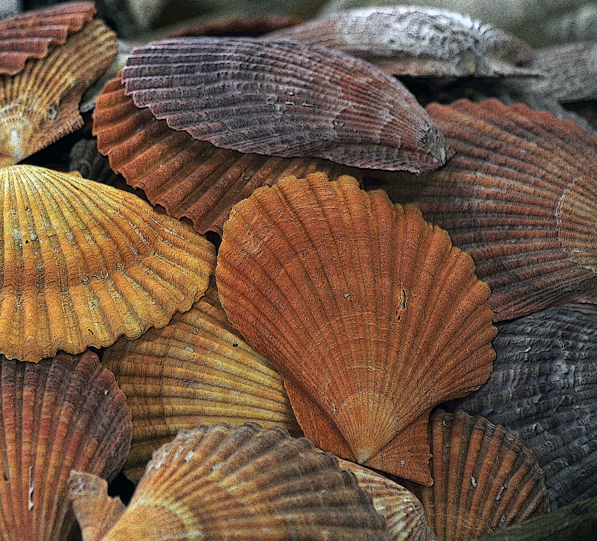 background seashell seashells free photo