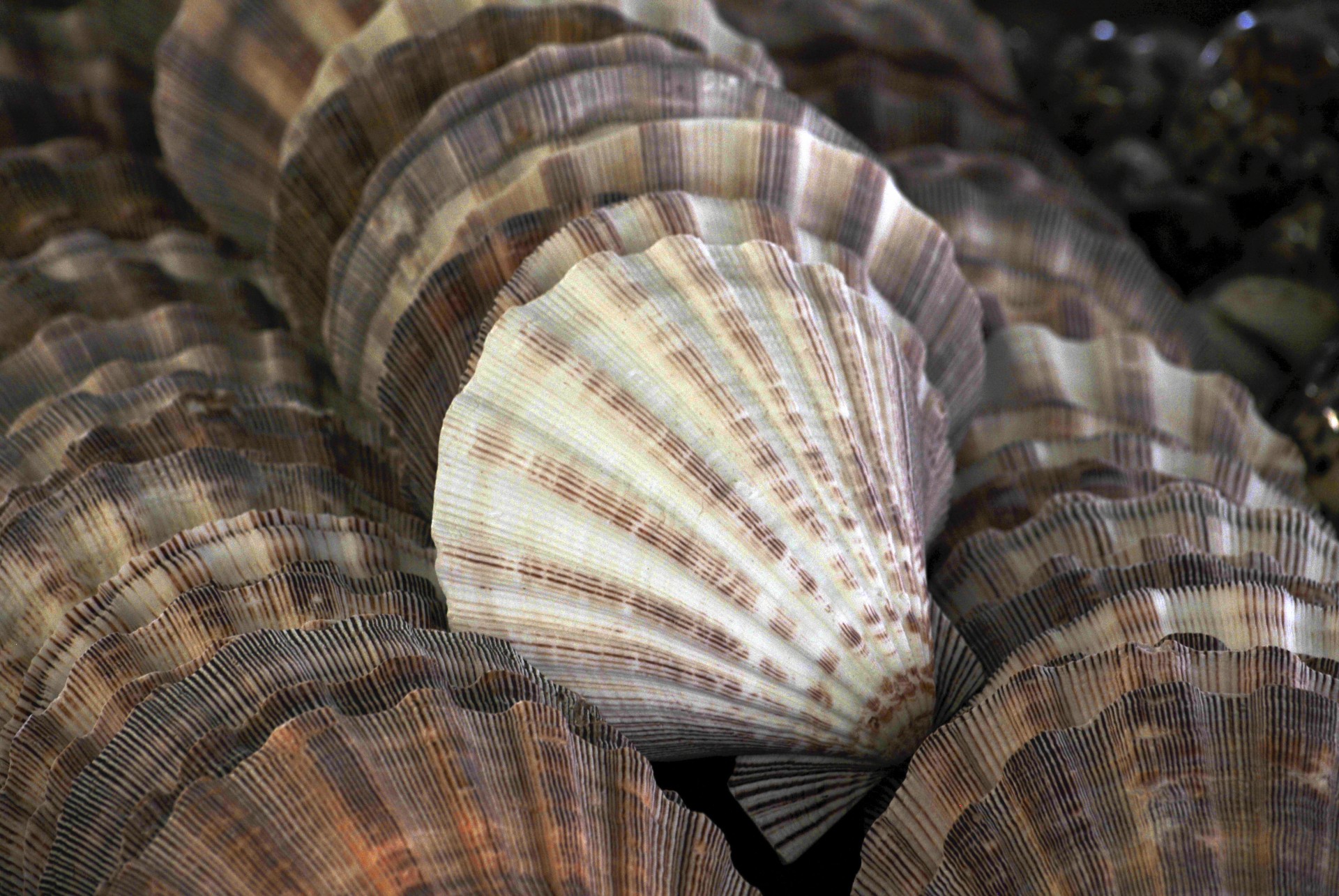 clamshells clams clamshell free photo
