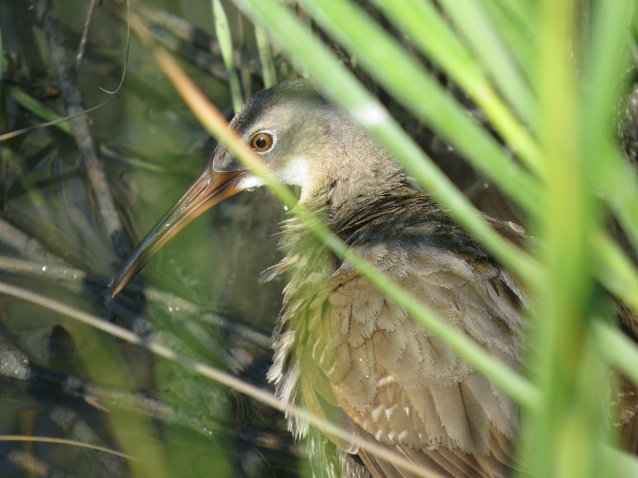 clapper rail reeds south carolina free photo