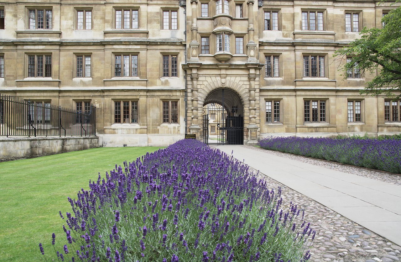 clare college cambridge lavender free photo