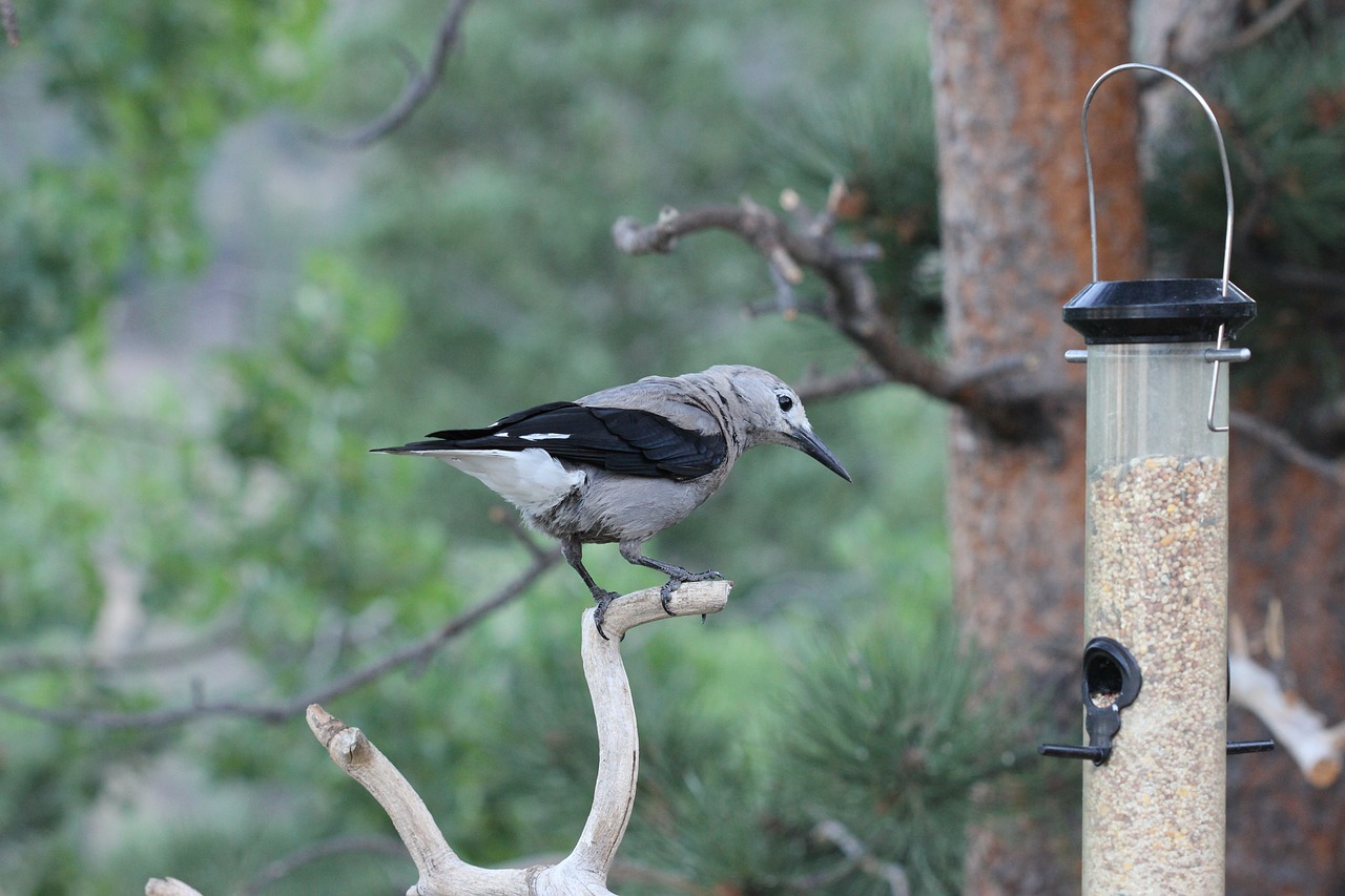 clarks nutcracker  colorado  bird free photo