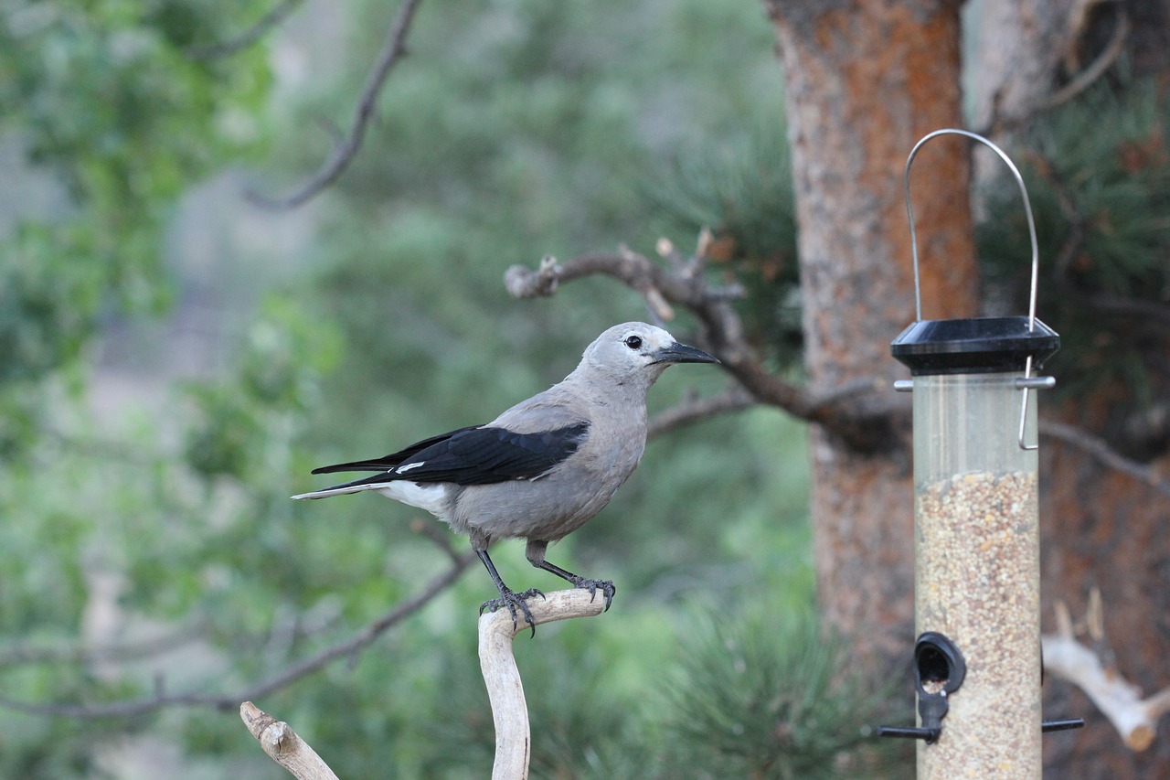 clarks nutcracker  colorado  bird free photo