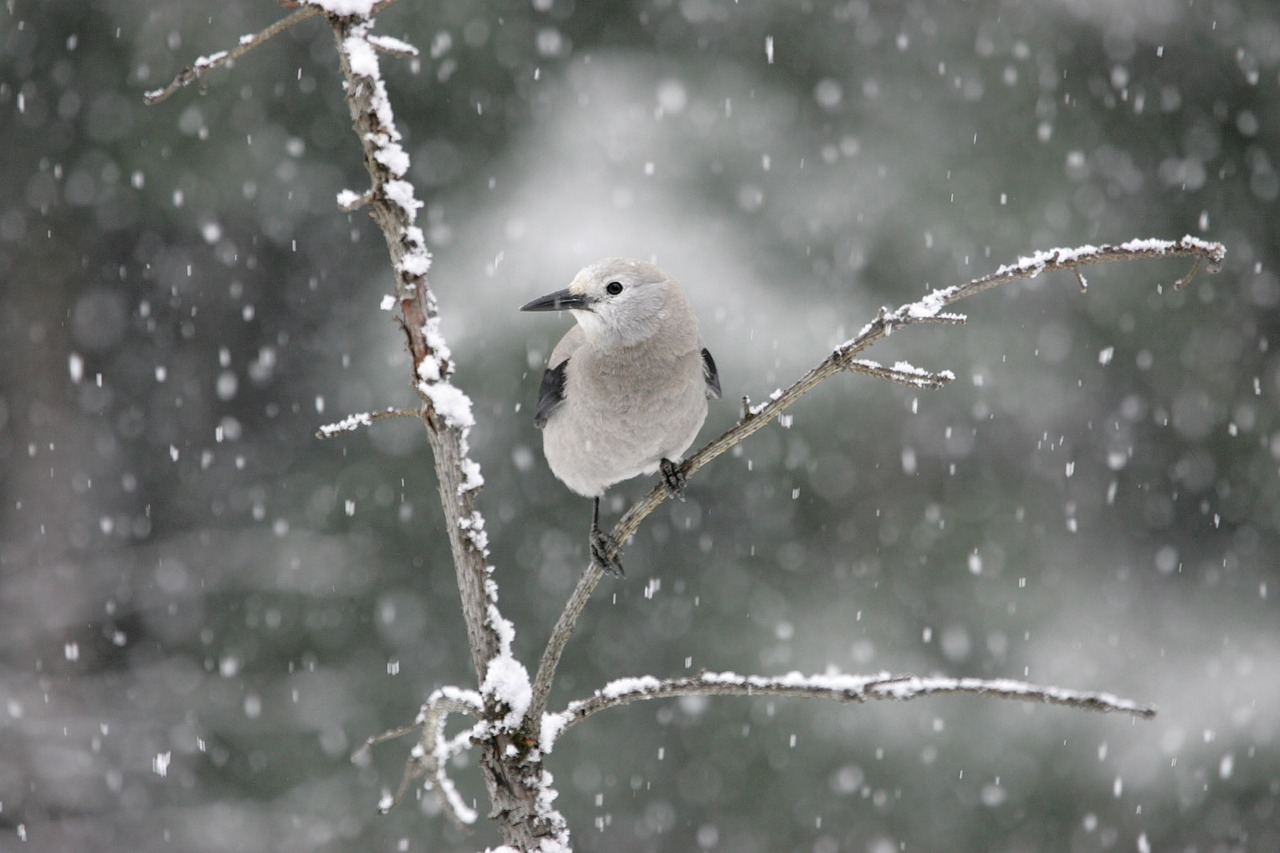 clark's nutcracker bird perched free photo