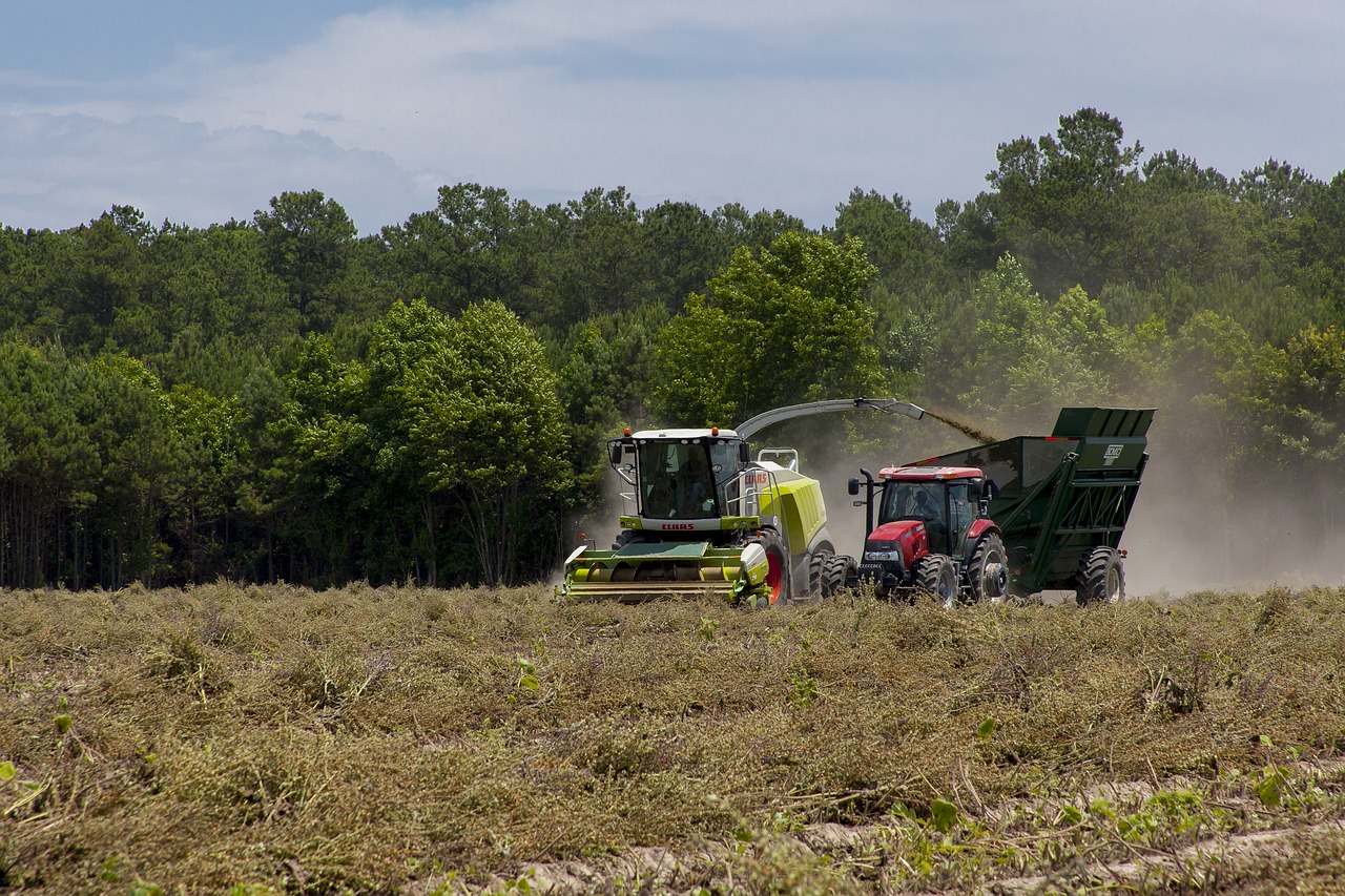 clary sage  agriculture  crop free photo