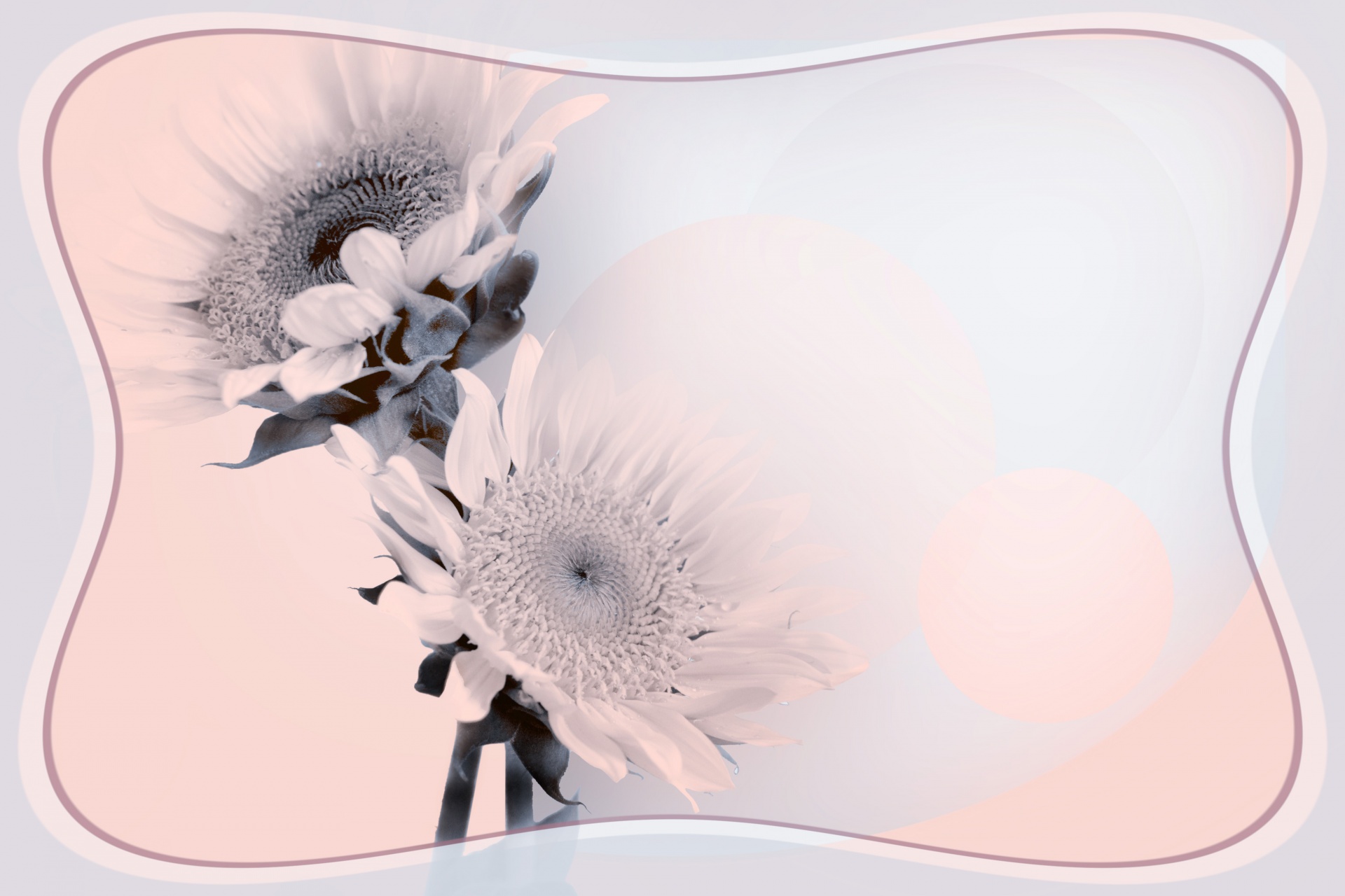 floral frame background free photo