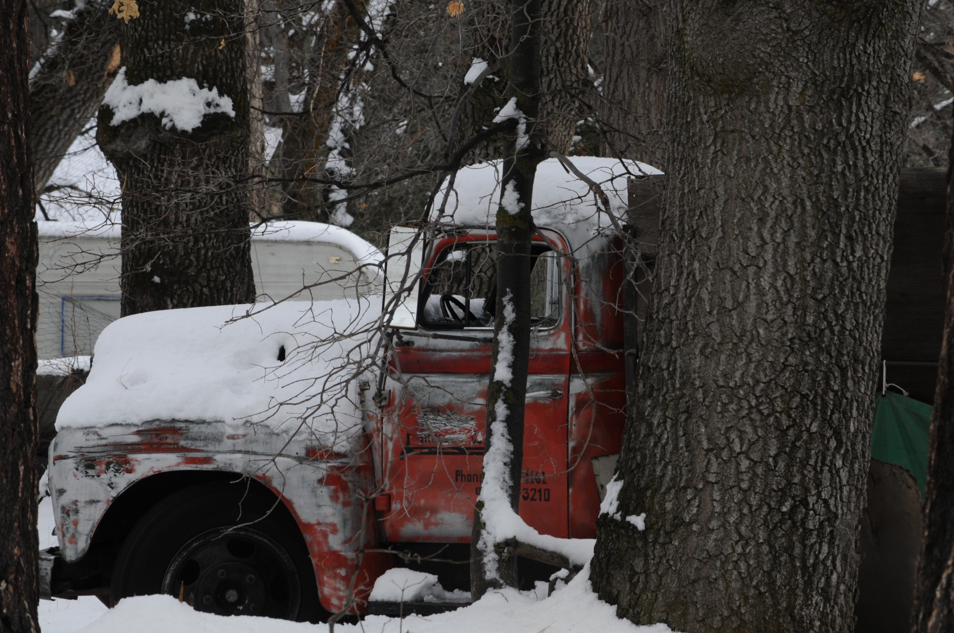 holiday red snow free photo