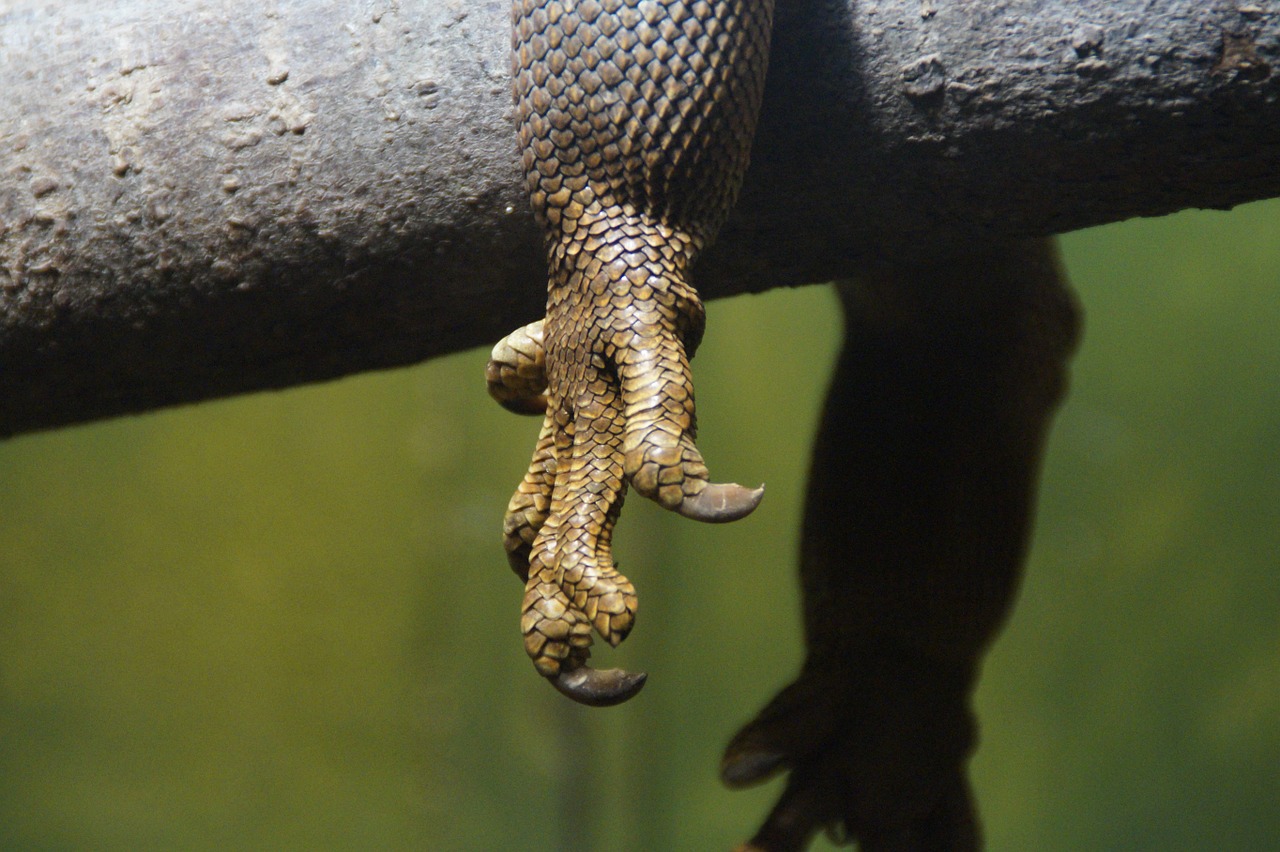 claw dragon iguana free photo