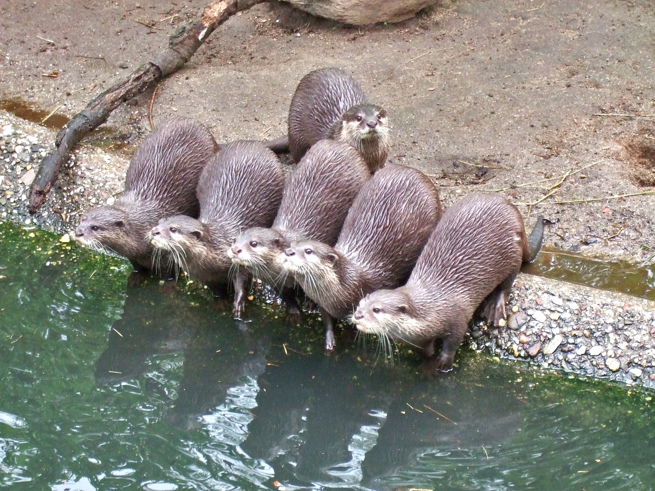 clawed otter water animals free photo