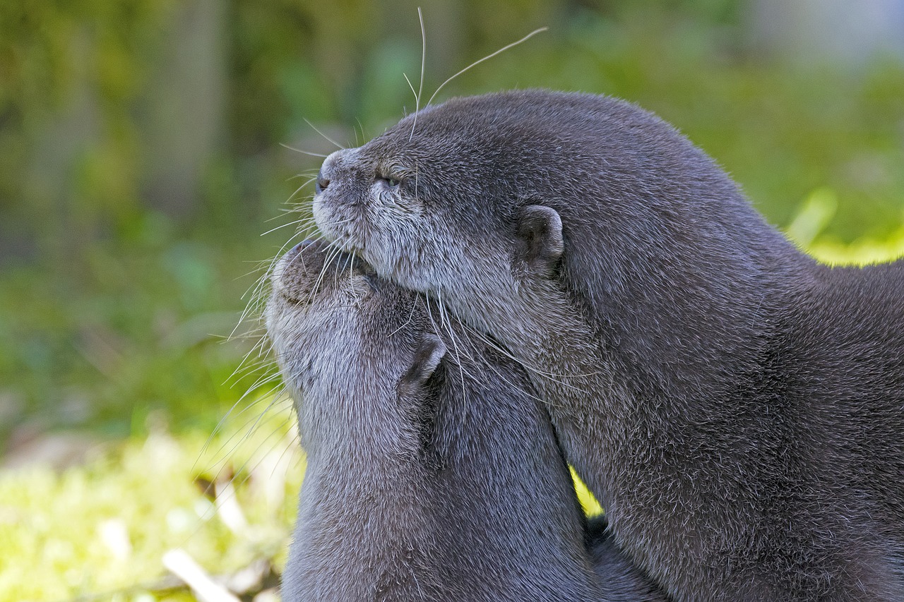 clawed otter smooch otter free photo