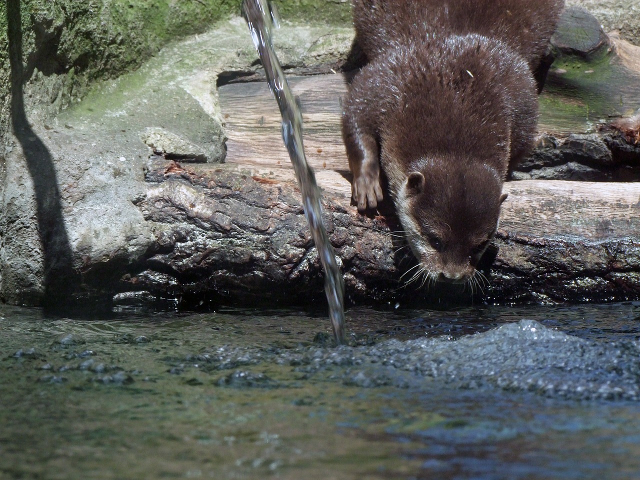 clawed otter aonyx cinerea water free photo