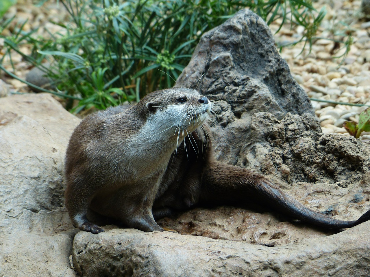 clawed otter otter aonyx cinerea free photo