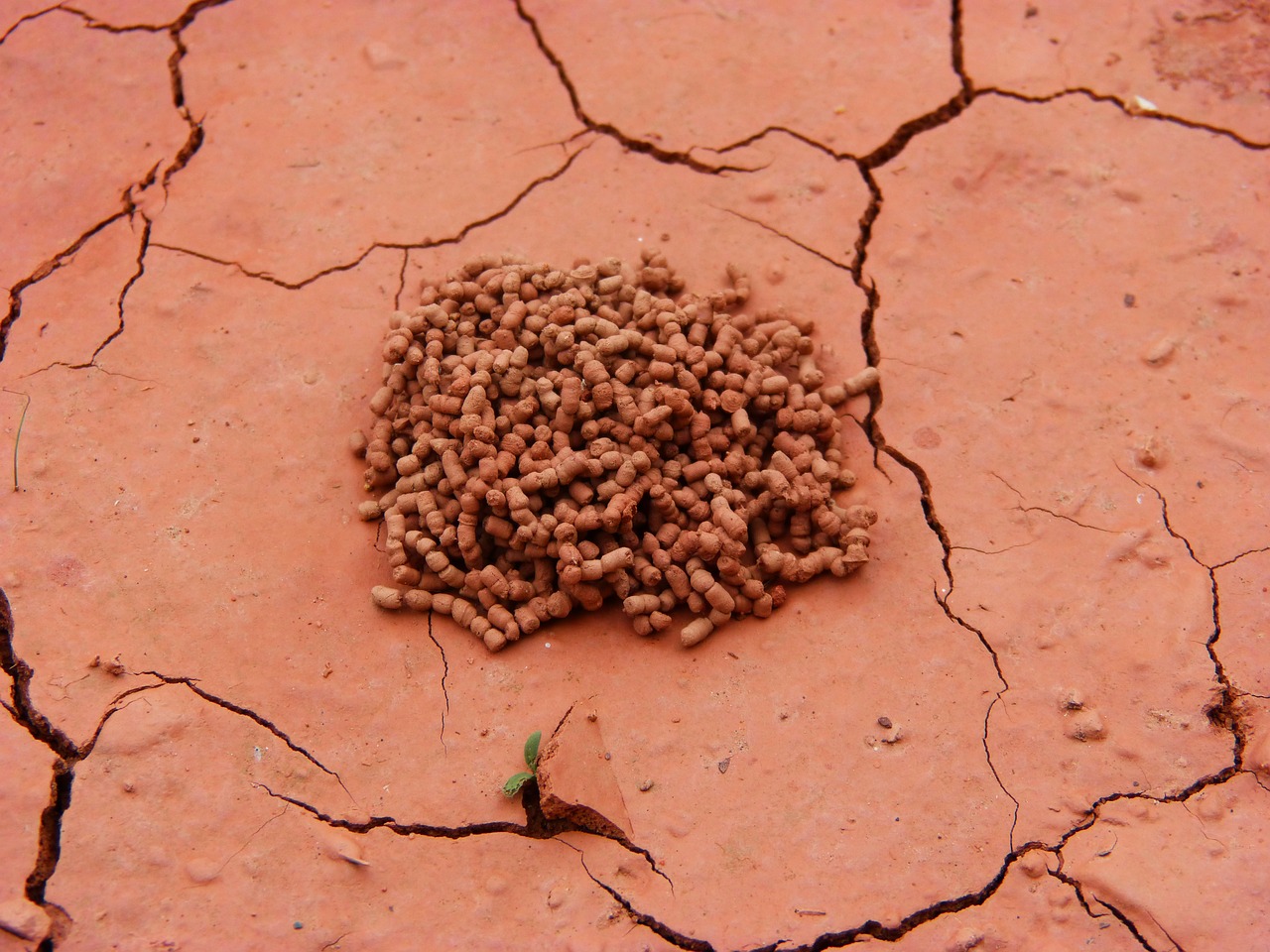 clay mud ant nest free photo