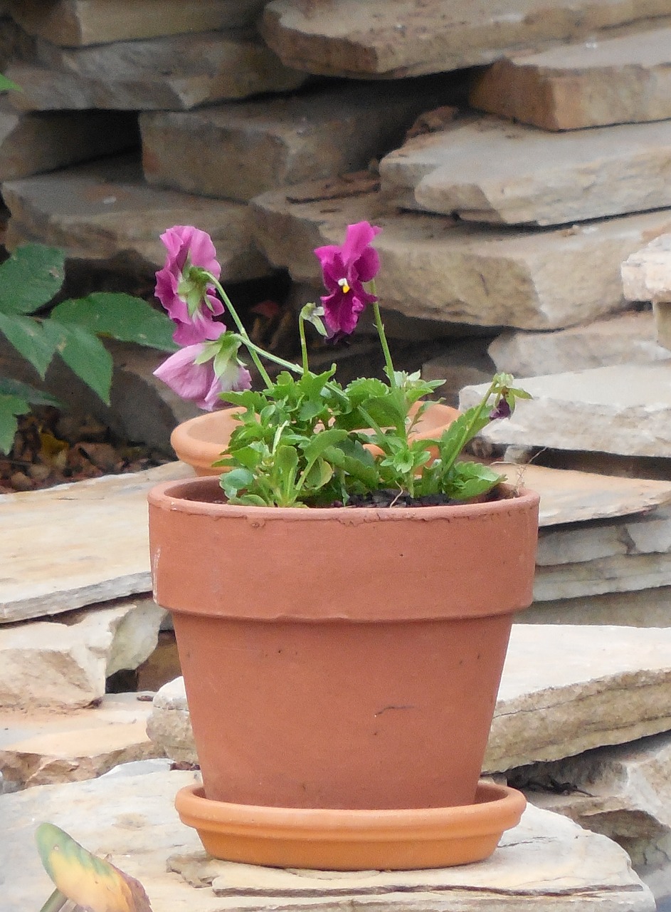 clay pot flowers clay free photo