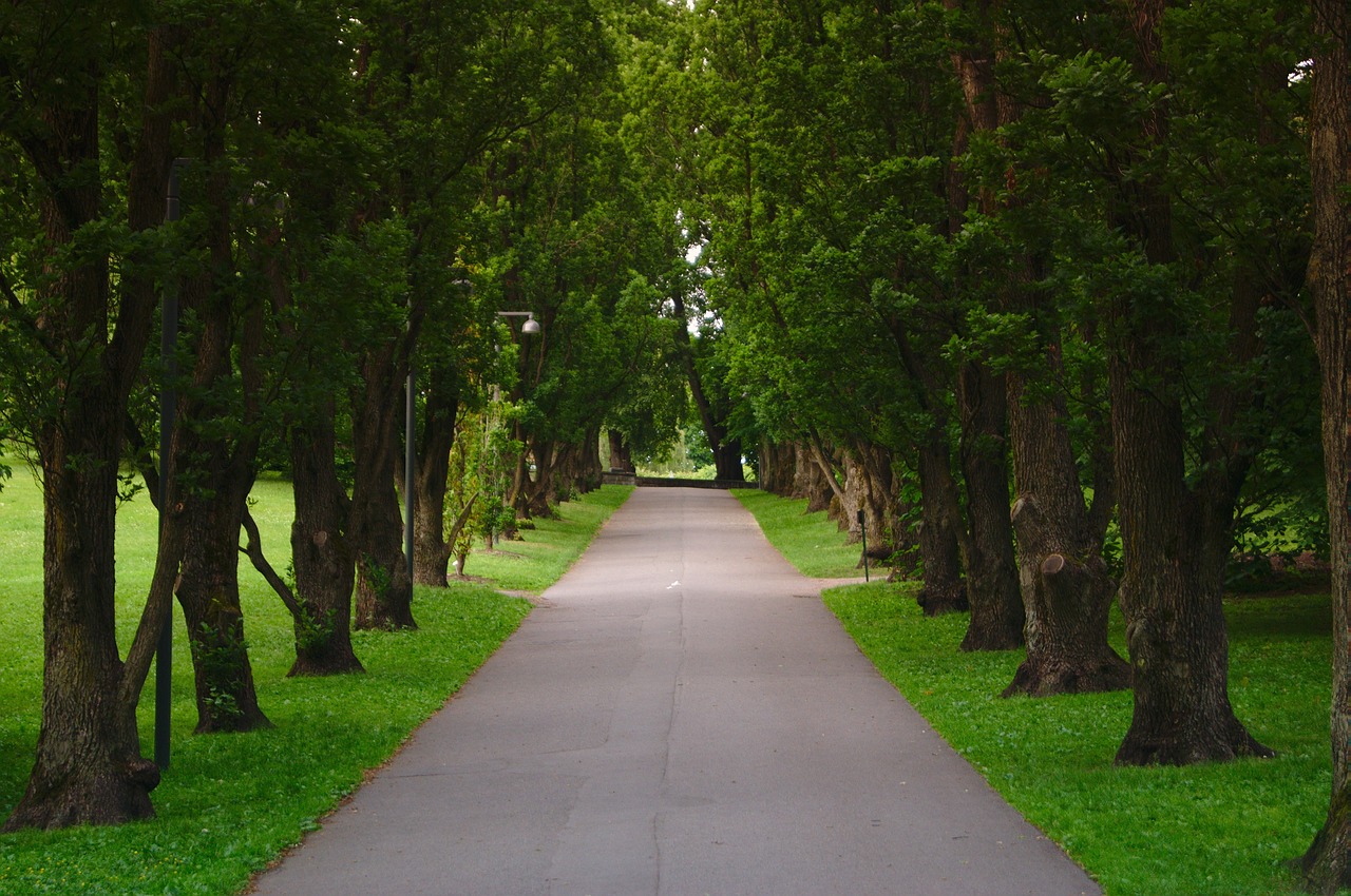 clean green grass free photo