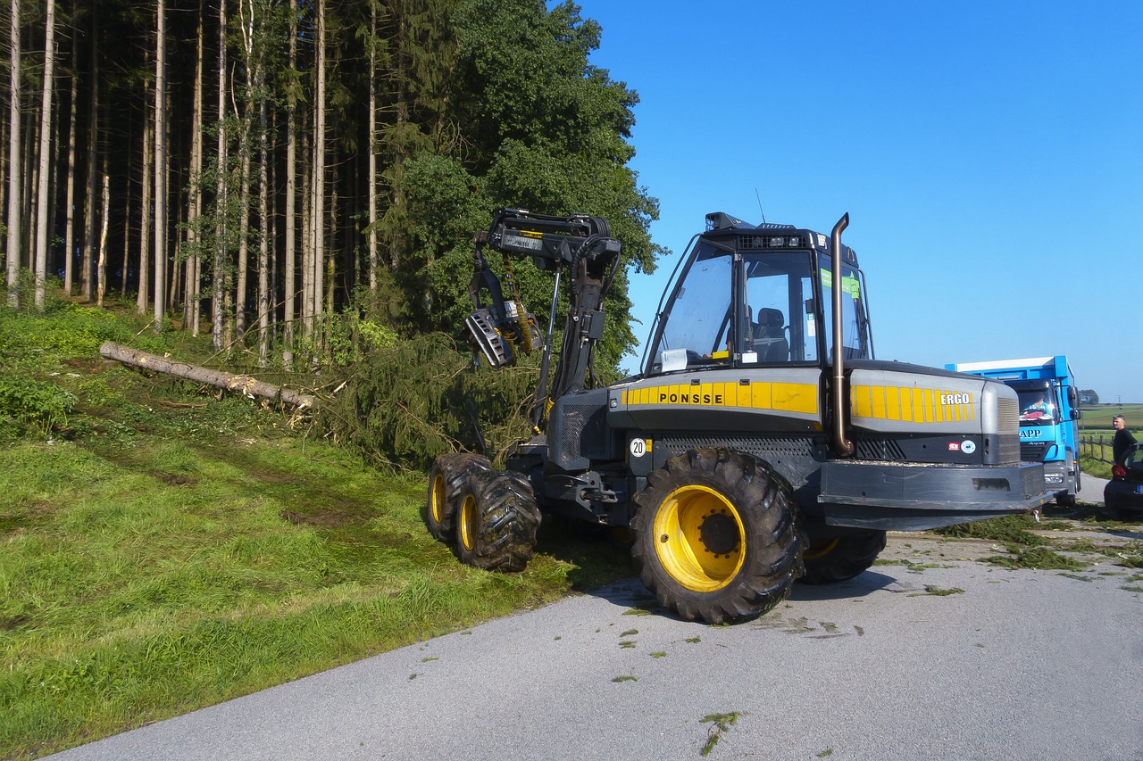 cleanup  tree  uprooted free photo