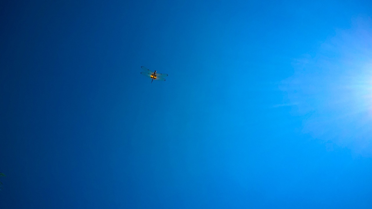 clear sky cloudless dragonfly fly free photo