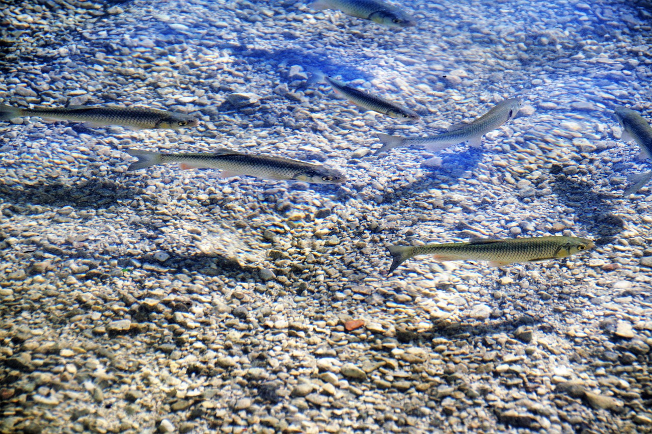 clear water trout fish free photo