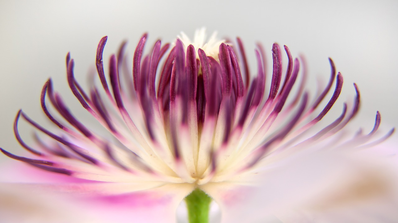 clematis blossom bloom free photo