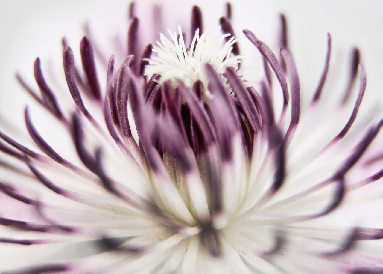 clematis blossom bloom free photo