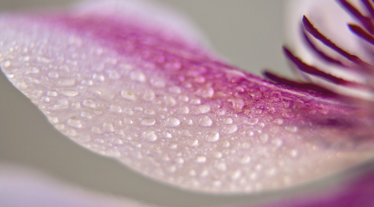 clematis blossom bloom free photo