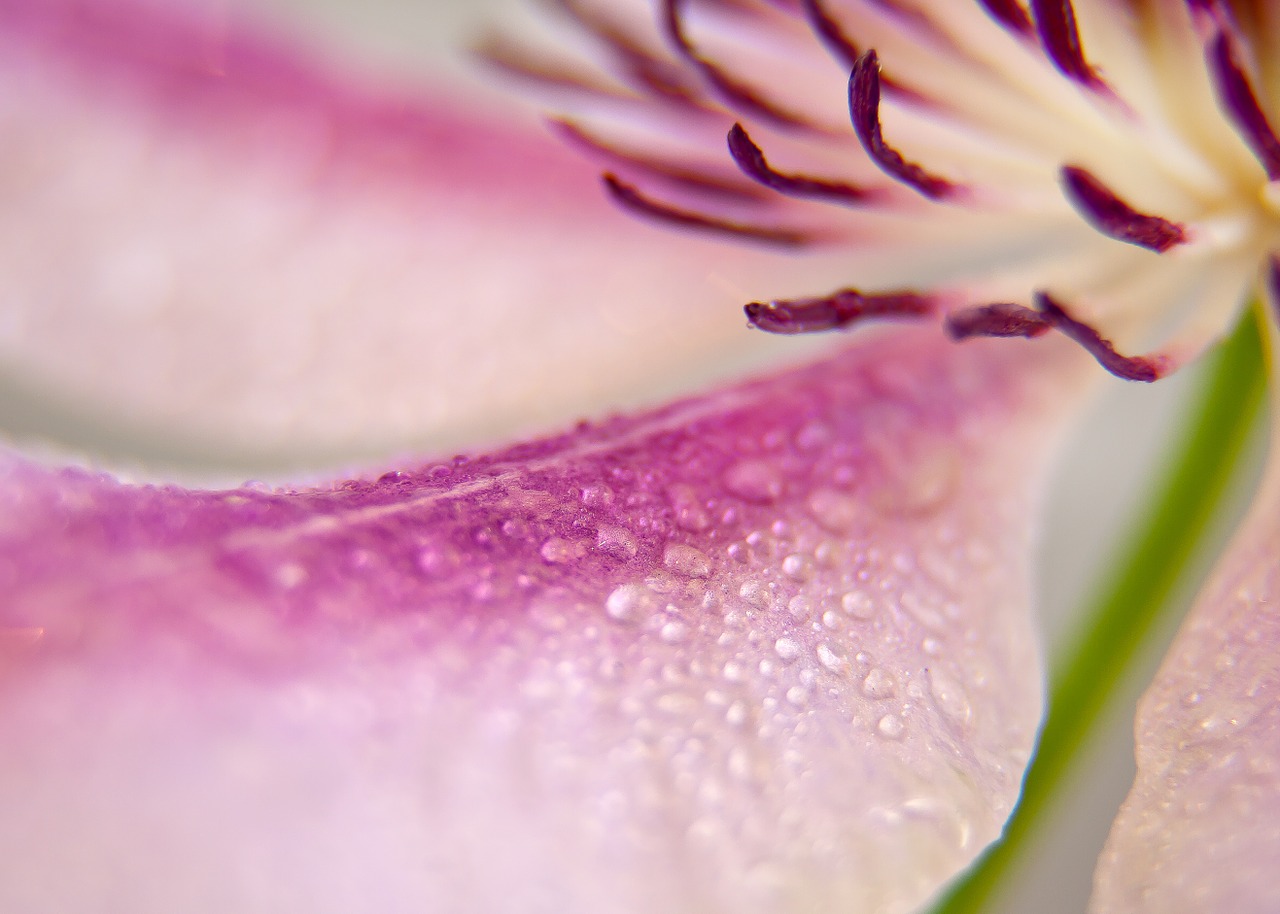 clematis blossom bloom free photo