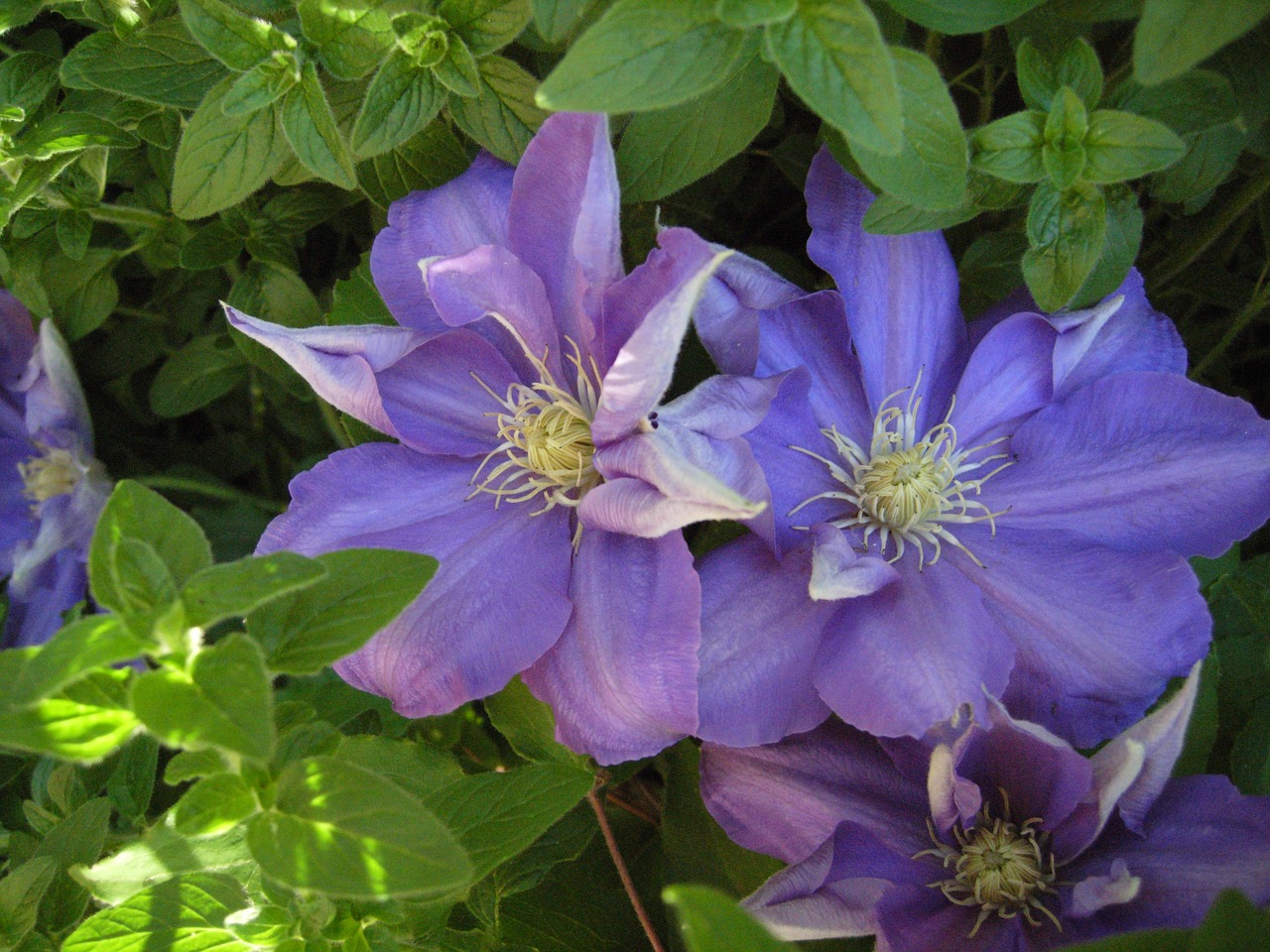 clematis flower spring free photo