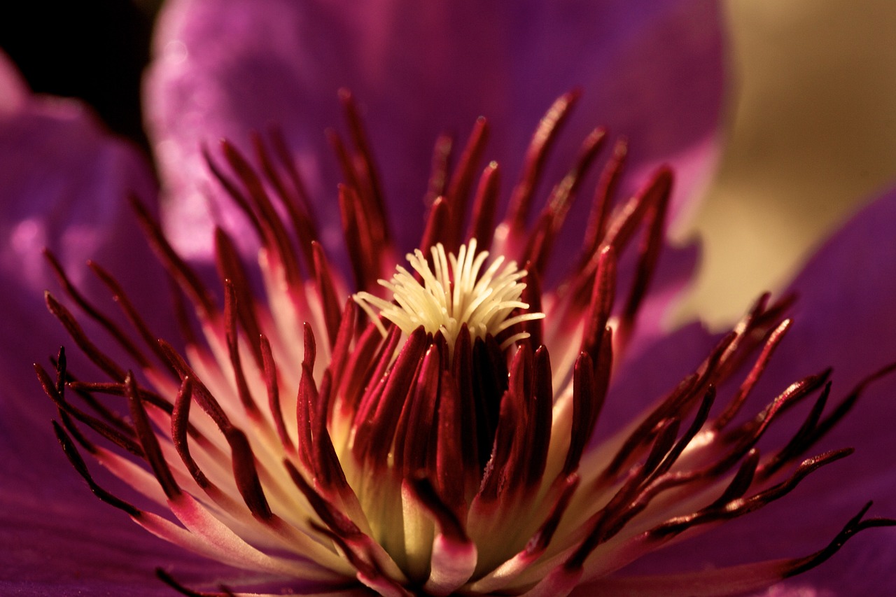 clematis blossom bloom free photo