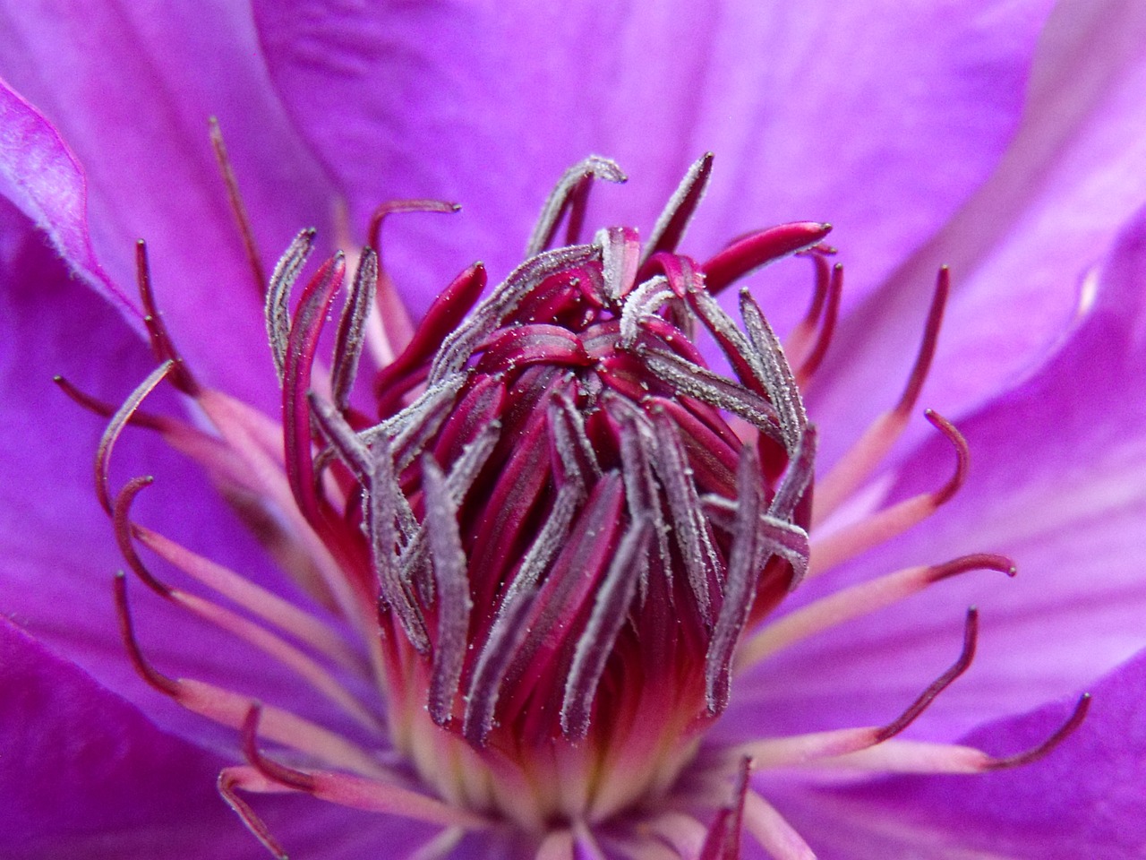 clematis blossom bloom free photo