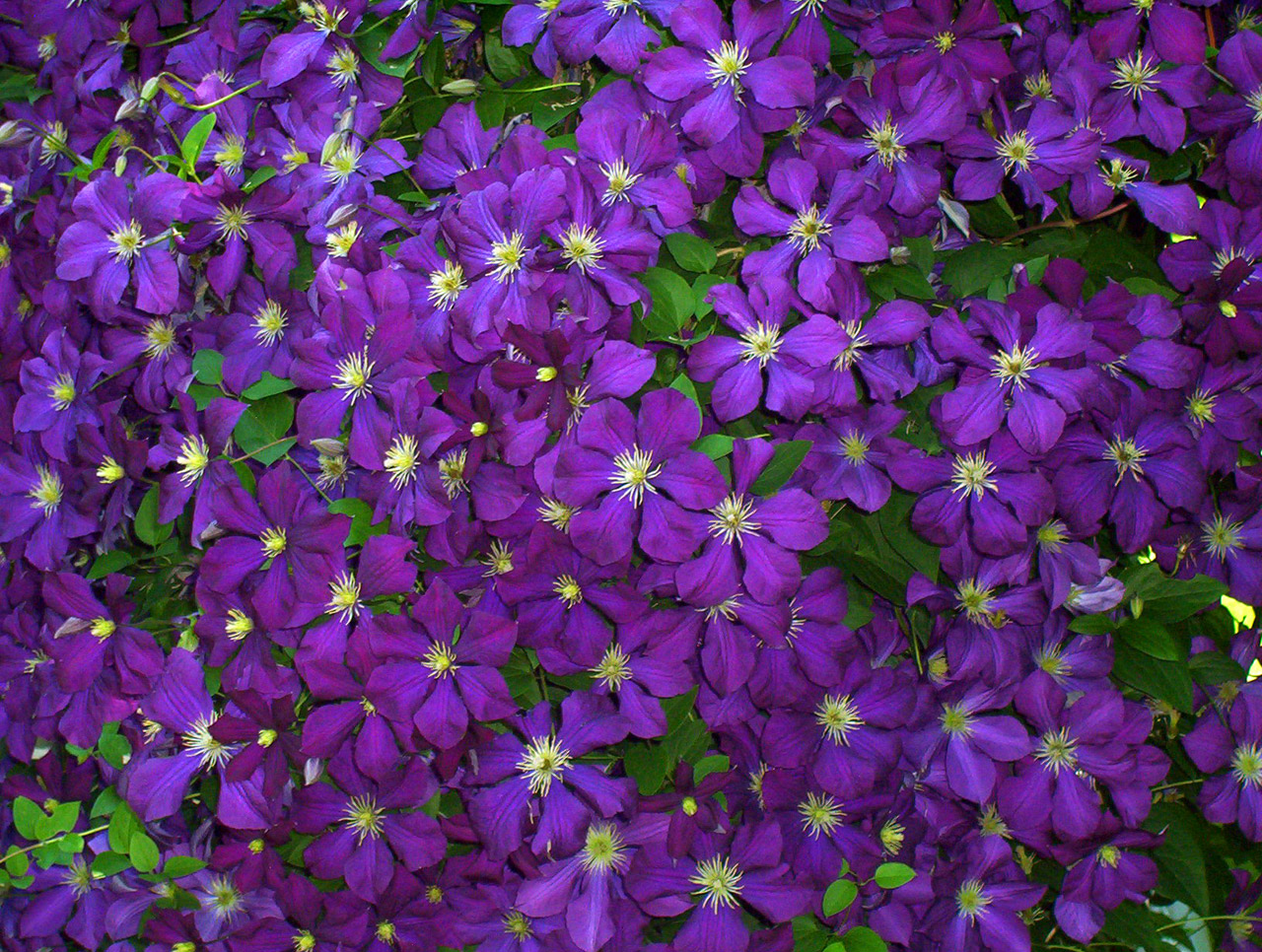 clematis flowers summer free photo