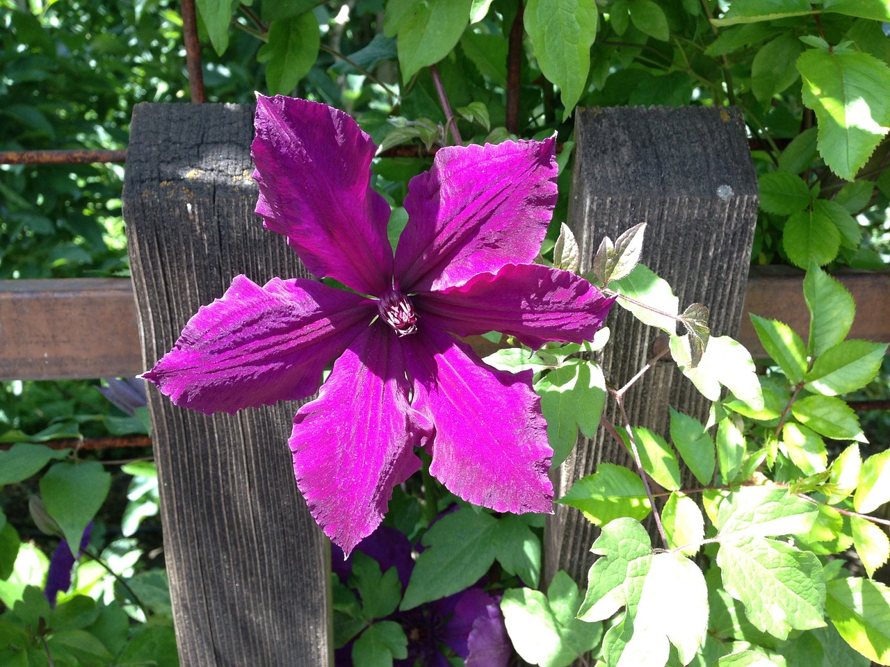 clematis fence blossom free photo