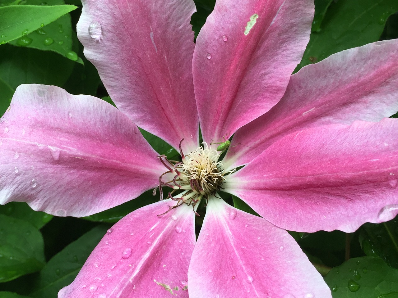 clematis hahnenfußgewächs violet free photo