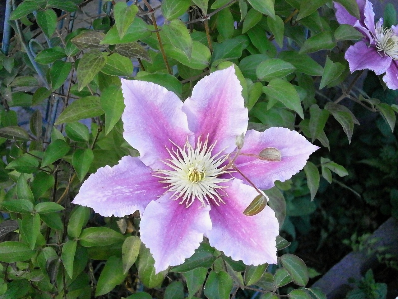 clematis spring flowers summer flowers free photo