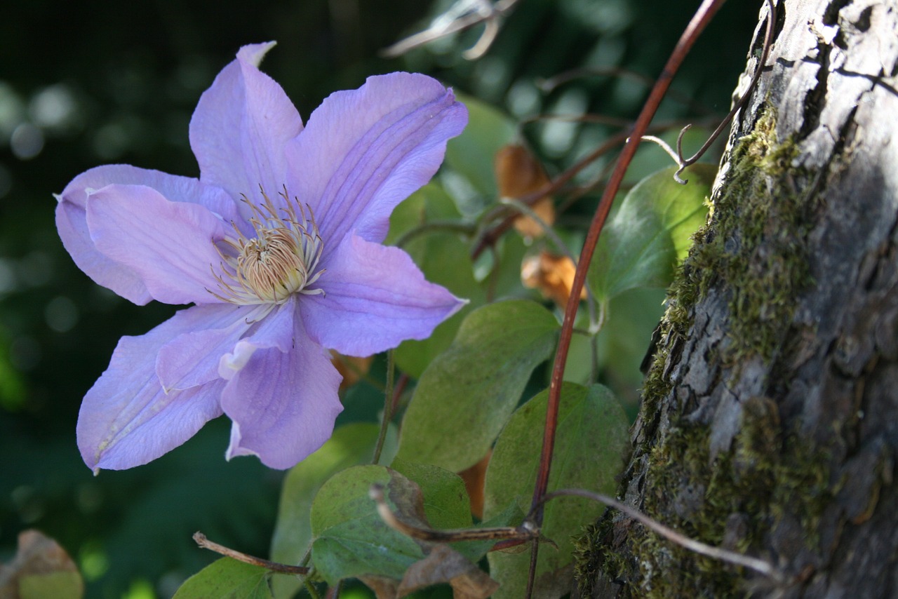 clematis flower purple free photo